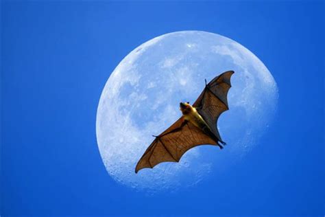 夢見 蝙蝠